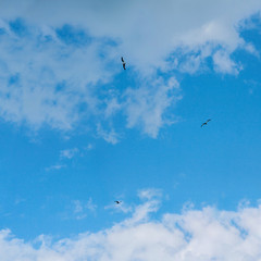 big white clouds in the blue sky