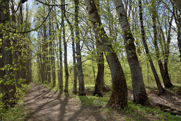 shady lime trees alley, sunny day, contrast shadows