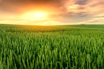 Field landscape on sunset