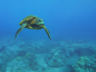 Sea turtle swimming above reef