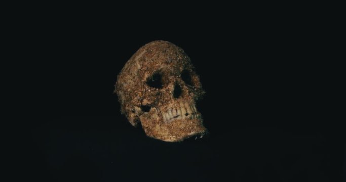 Model Skull on the Black Background, Archaeology Concept. 4K. Macro. Wide Engle.
