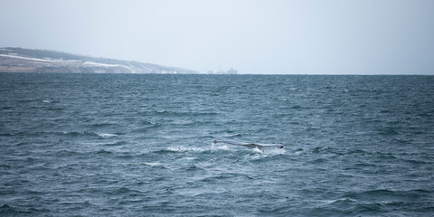 Obraz premium Humpback whale submerge in the sea