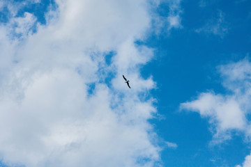big white clouds in the blue sky