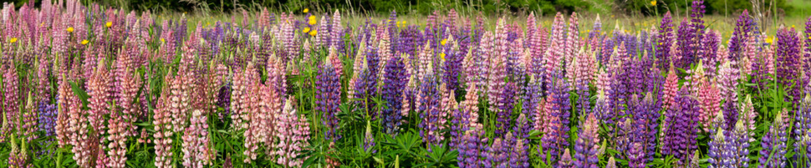 Lupin field hit full bloom in summer season