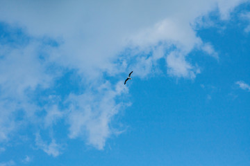 big white clouds in the blue sky