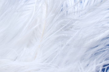 macro photo of white ostrich feathers on blue background