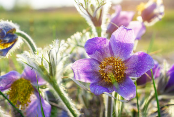 the first spring purple flowers of Siberia.