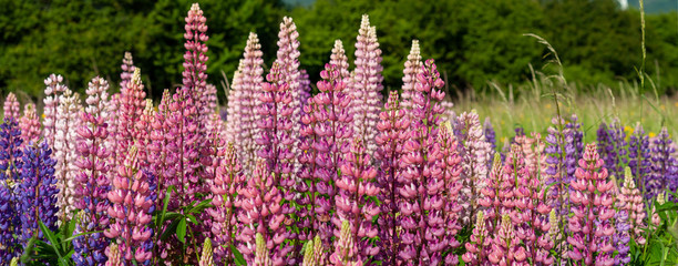 Obraz premium Lupin field hit full bloom in summer season