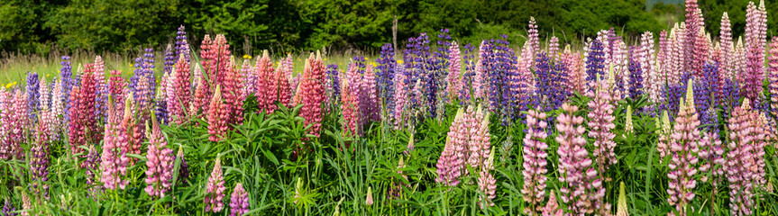 Lupin field hit full bloom in summer season