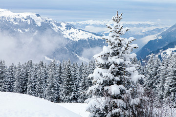 View from walk between Kleine Scheidegg and Wengen in Alps, Switzerland