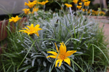Fototapeta premium 黄色の花