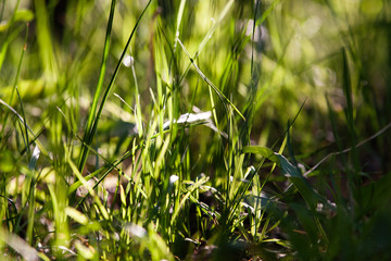 Obraz premium green grass in the forest on a Sunny summer day