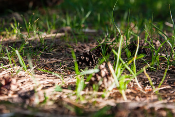 a bump in the forest lies on the ground in the grass on a Sunny summer day in the tall summer grass