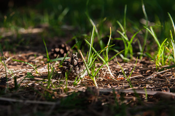 Naklejka na ściany i meble a bump in the forest lies on the ground in the grass on a Sunny summer day in the tall summer grass
