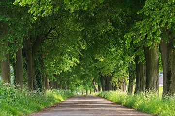 Country road running through tree alley