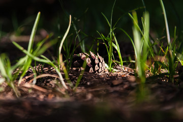 a bump in the forest lies on the ground in the grass on a Sunny summer day in the tall summer grass