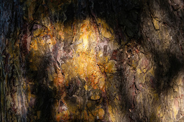 background texture tree bark, summer, Sunny day, macro, tree bark nearby