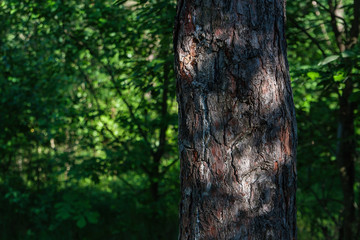 tree in the forest, bark