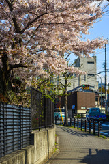 Cherry blossom (sakura) in Kyoto, Japan