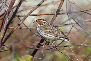 Ocyris pusilla. Little Bunting sits on a branch on the Yamal Peninsula