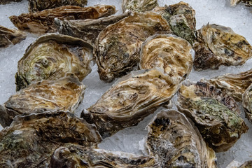 fresh oysters on ice