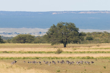 Fototapeta na wymiar Greater Rhea with chicks,in Pampas landscape, Argentina