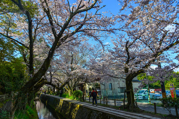 Obraz premium Cherry blossom (sakura) in Kyoto, Japan