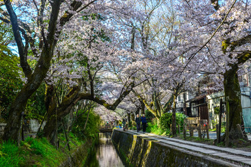 Fototapeta premium Cherry blossom (sakura) in Kyoto, Japan