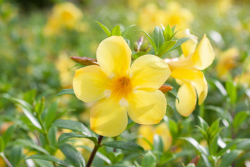 Yellow allamanda flowers in the garden with sunlight on blur nature background.