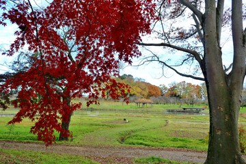 風景　秋　紅葉　公園　茨城