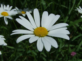 Obraz premium daisy in the grass