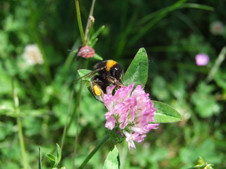 bee on flower