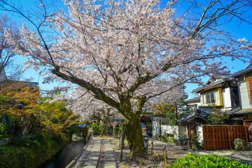 Cherry blossom (sakura) in Kyoto, Japan