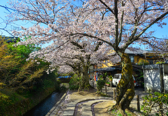 Cherry blossom (sakura) in Kyoto, Japan