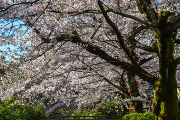 Cherry blossom (sakura) in Kyoto, Japan