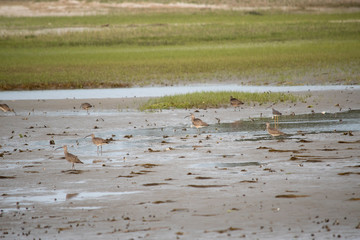 Whimbrel