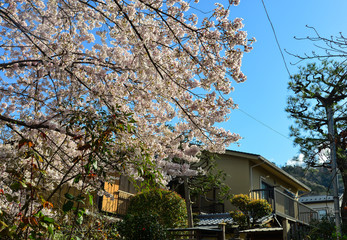 Cherry blossom (sakura) in Kyoto, Japan