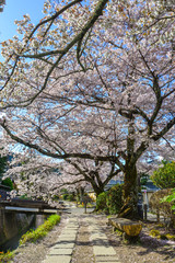 Cherry blossom (sakura) in Kyoto, Japan