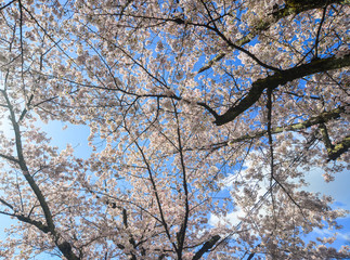 Cherry blossom (sakura) in Kyoto, Japan
