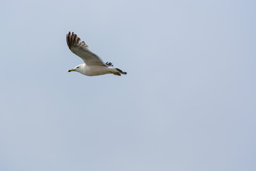 The Seagull flies over the water.