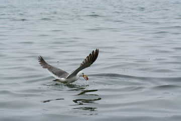 The Seagull sits on the water.