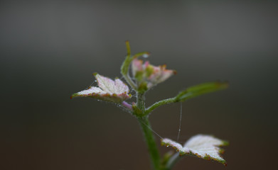 Close-up of a vineyard leaf