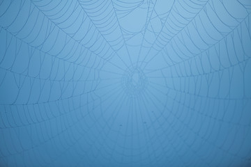 close-up of a spider's web