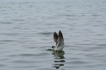 The Seagull dives into the water.