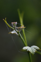 Close-up of a vineyard leaf