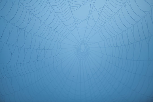 close-up of a spider's web Stock Photo | Adobe Stock