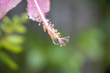 Drops of water on pink flowers after rain
