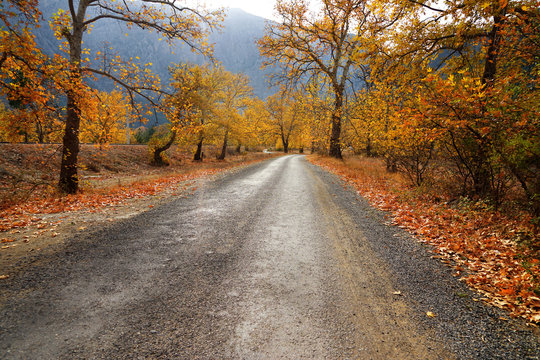 Landscape image of dirt countryside dirt road with colorful autumn leaves and trees in forest of Mersin, Turkey