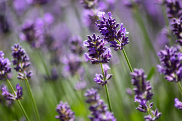 Prachtvoll violette Lavendelblüten begrüßen den Sommertag