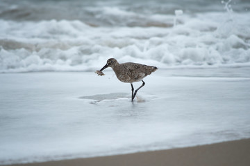 Willet Eating Mole Crab